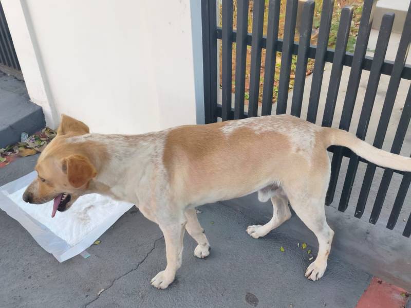 PROCURA-SE O DONO: Cachorrinho saudável e dócil é encontrado no Jardim das Oliveiras