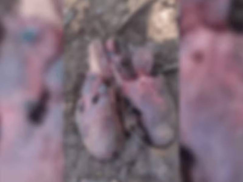Mulher encontra pulmão de animal no terreno dela em São Manuel