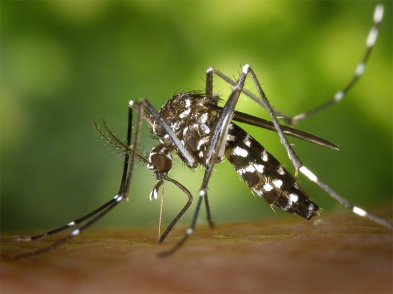 Brasil tem mais de um milhão de casos de dengue este ano