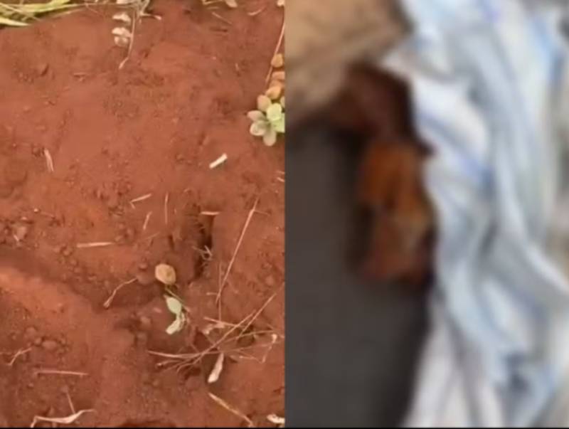 Cão morre após ser enterrado vivo em Jaú; polícia investiga maus-tratos