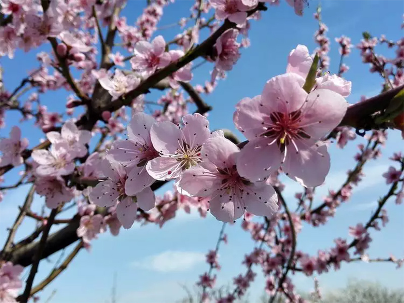 Primavera começa às 3h50 deste sábado (23)