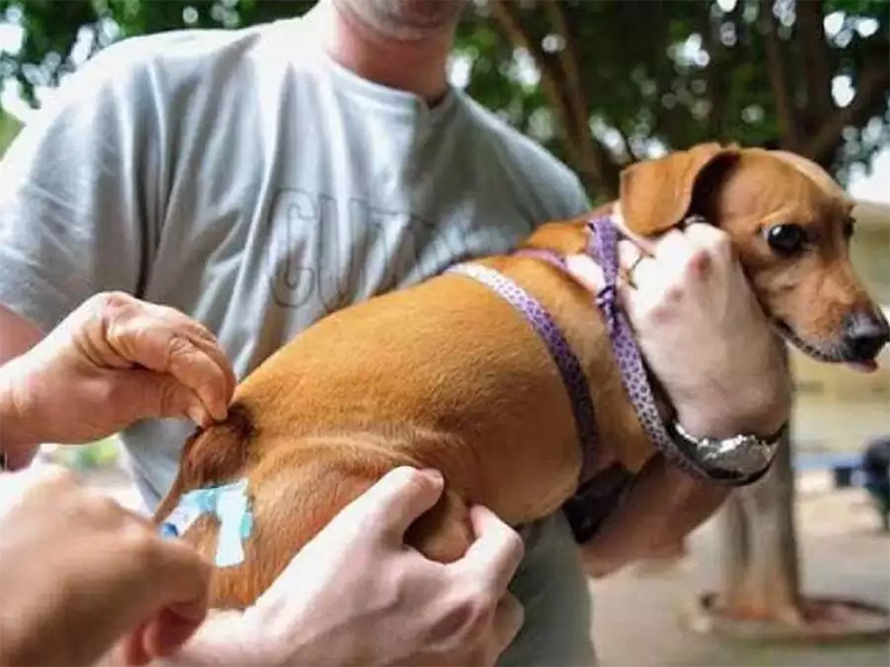 Na próxima quinta tem vacinação contra a raiva em cães e gatos em Paraguaçu Paulista