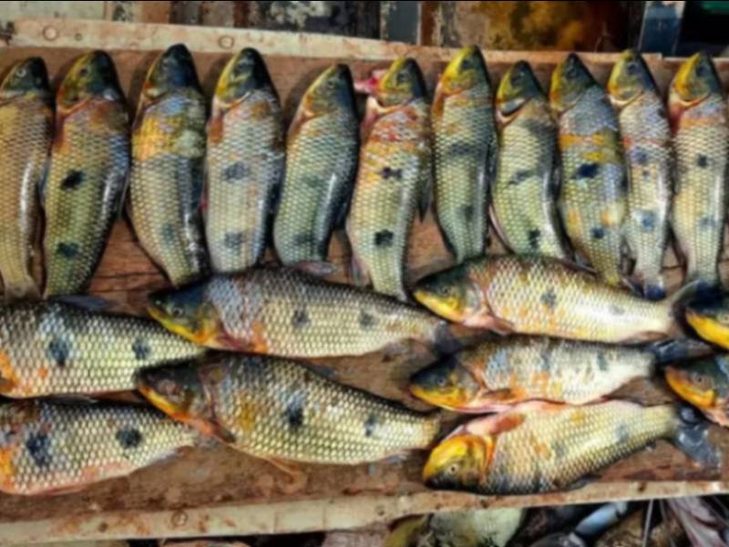 Homens são multados em mais de R$ 2.500 por pesca predatória no Rio Paranapanema, em Iepê