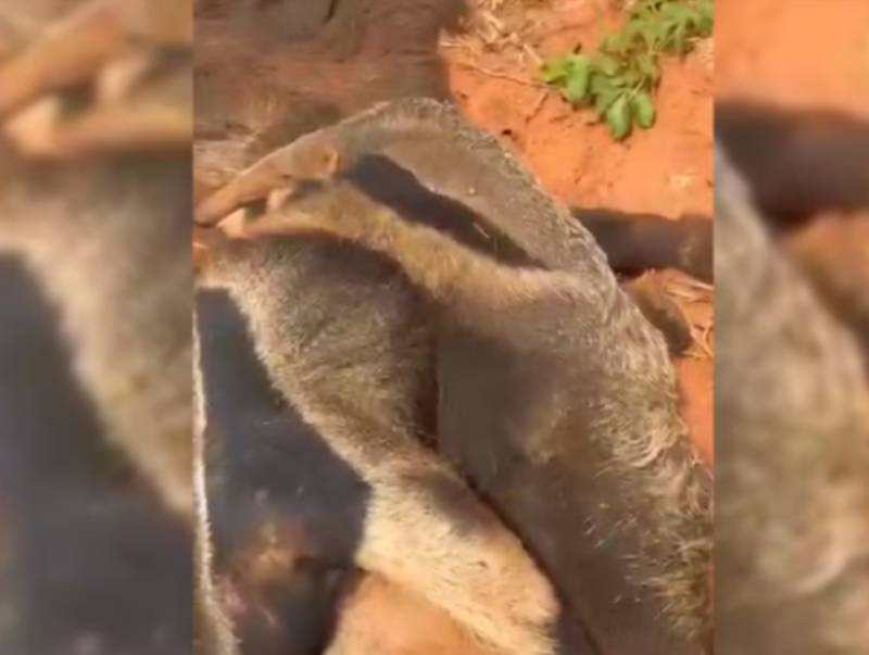 Filhote de tamanduá-bandeira é resgatado após ser encontrado ao lado da mãe atropelada em Narandiba