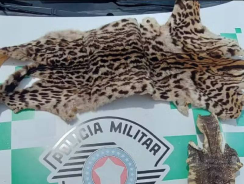 Homem é multado por manter peixes nativos e peles de animais silvestres em depósito em Palmital