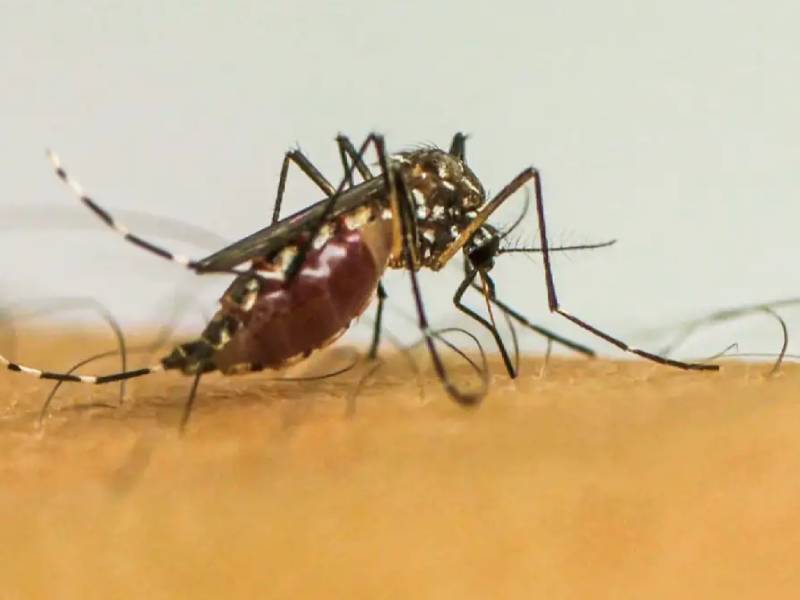 Último boletim epidemiológico aponta estabilidade nos casos de dengue em Paraguaçu Paulista