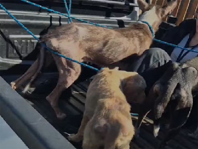 Professor é preso por maus-tratos a oito cachorros deixados sem alimentação, em Pirapozinho