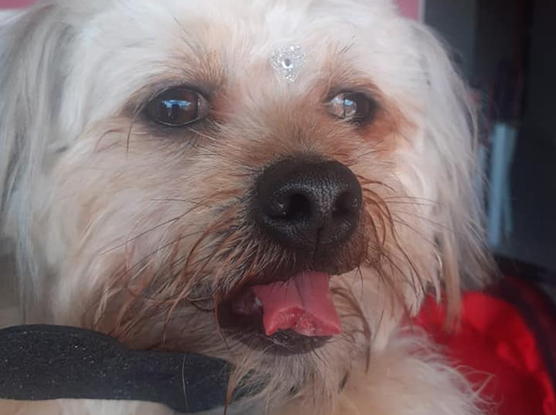 Cãozinho tem a língua cortada em Pet Shop de Quatá durante tosa