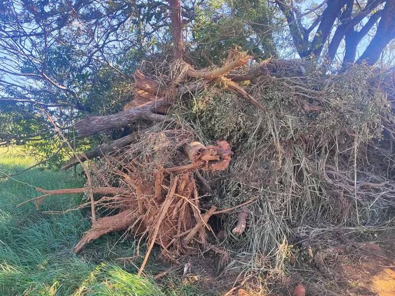 Homem é multado em mais de R$ 3 mil por corte irregular de árvores nativas em sítio em Rancharia