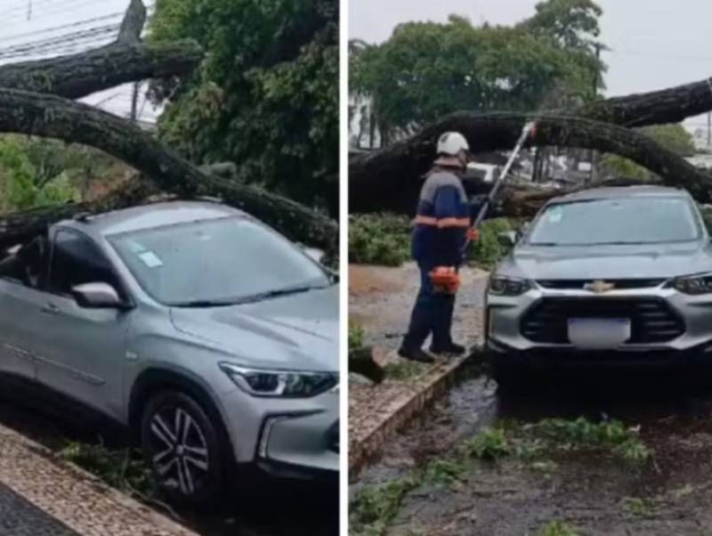 Árvore de grande porte cai em cima de carro durante temporal em Tupã