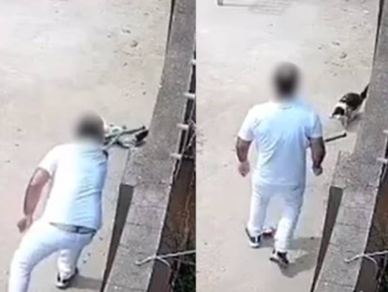 Homem agride gato com rodo em Presidente Prudente. animal passará por cirurgia