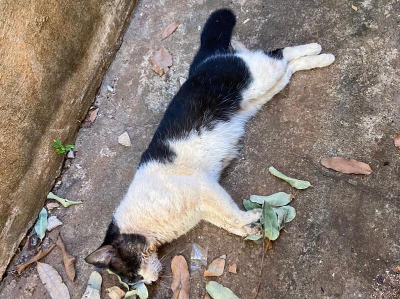 Mais dois gatos são envenenados no centro de Paraguaçu Paulista; imagens fortes