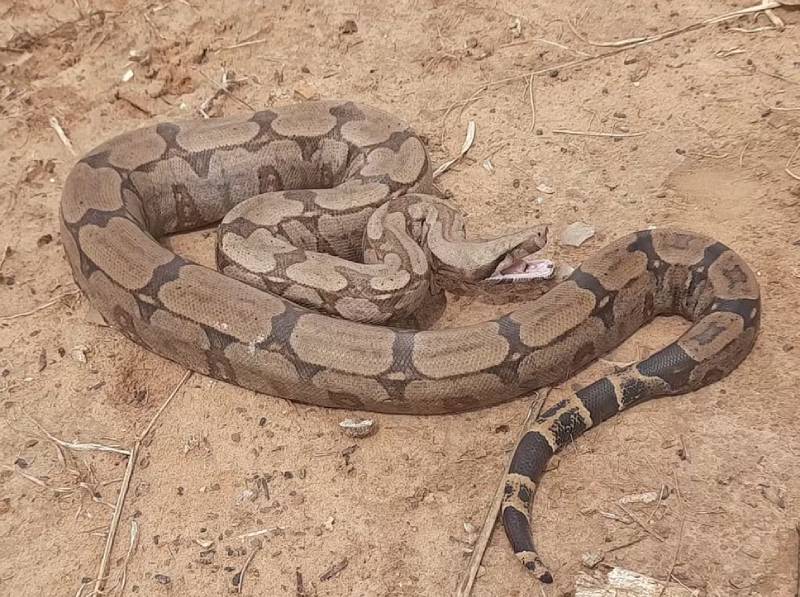 Bombeiros são chamados para capturar cobras em Tupã