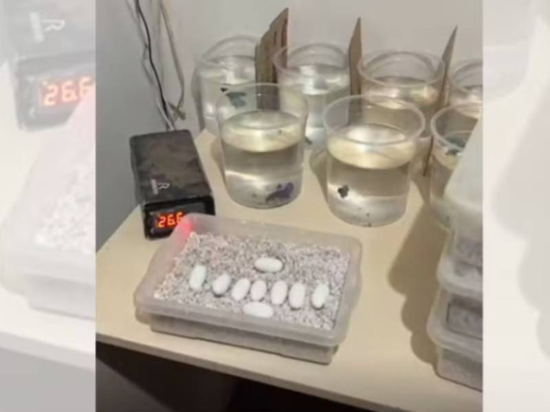 Polícia encontra 41 serpentes exóticas e mais de 260 ovos de cobra em Assis