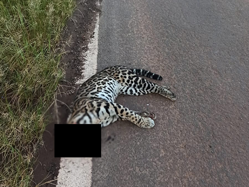 Morador registra atropelamento de jaguatirica na SP 421 e desabafa: rodovia sem segurança