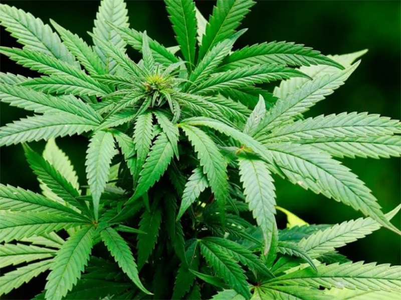 STF retoma julgamento sobre descriminalização de maconha
