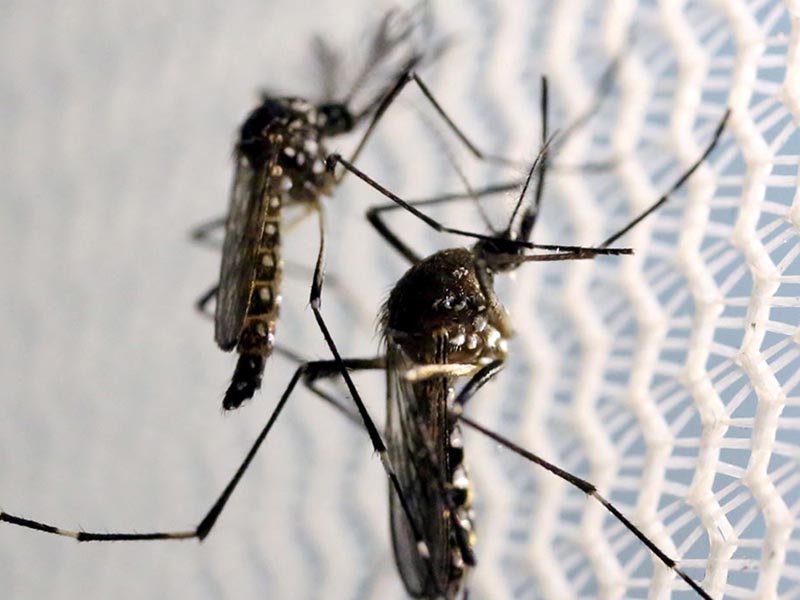 Pesquisa: 31% dos brasileiros acham que a dengue acabou na pandemia