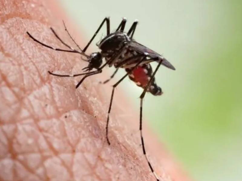 Paraguaçu Paulista contabiliza 39 casos positivos de dengue em 2026