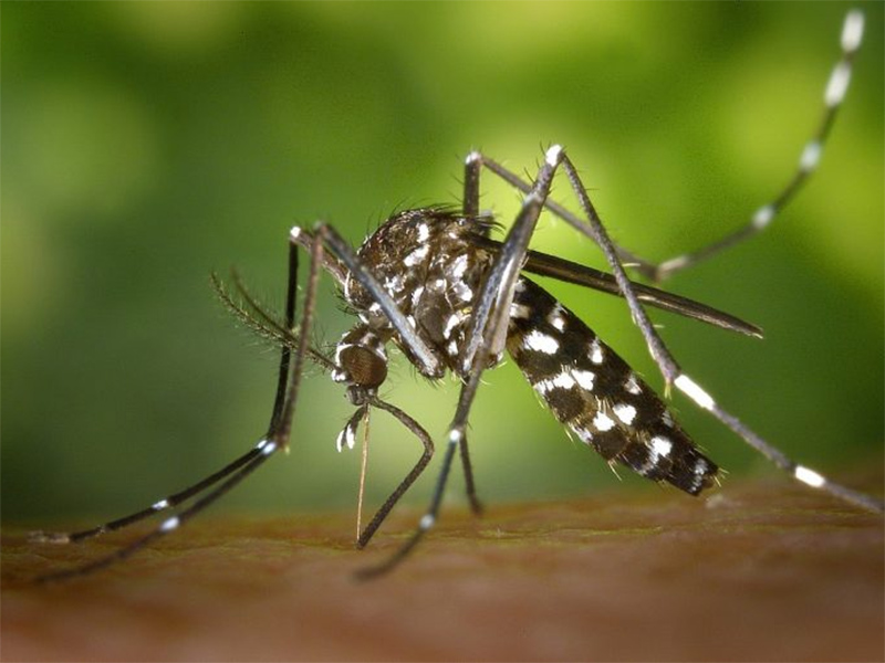 Casos assintomáticos de dengue preocupam especialistas