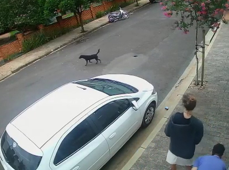 Polícia investiga abandono após casal deixar cachorro na rua em Assis