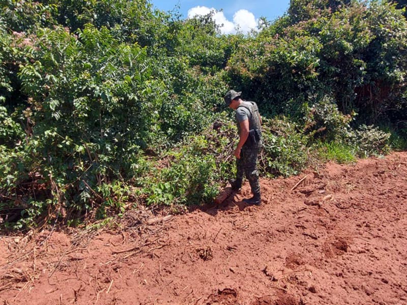 Sitiante é multado por desmatamento de vegetação nativa em Lutécia