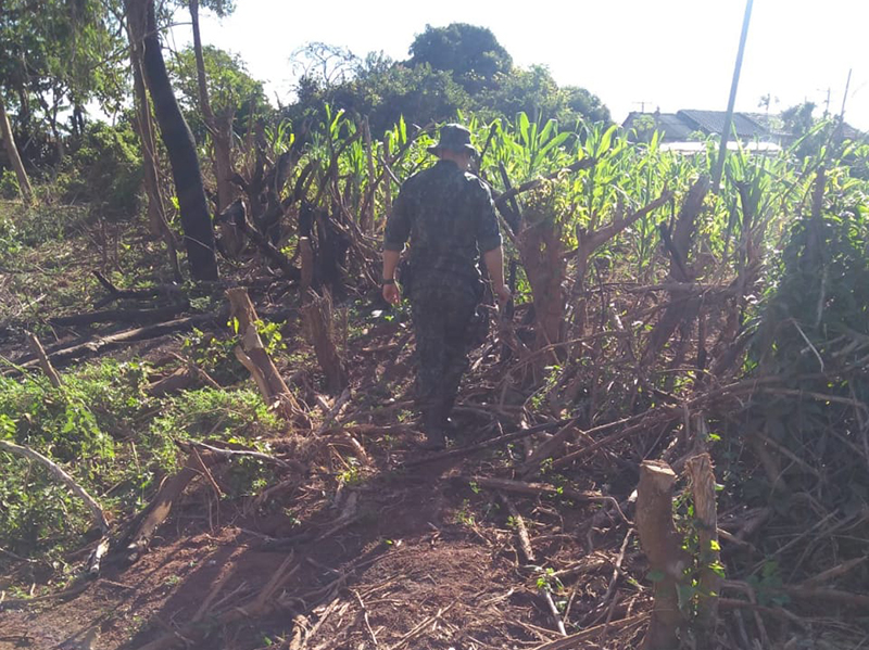 Polícia Ambiental flagra corte ilegal de árvores em Paraguaçu Paulista