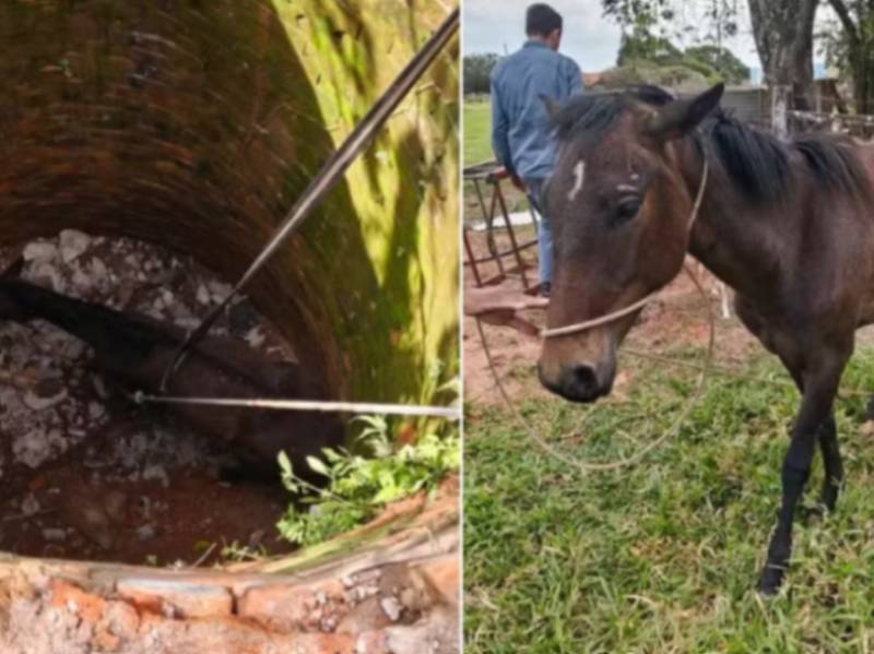 Égua é resgatada após cair dentro de fossa de quatro metros de profundidade em Marília