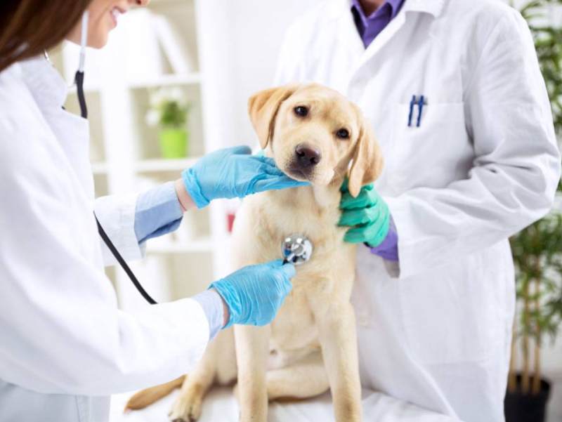 Prefeitura anuncia instalação de clínica veterinária gratuita em Paraguaçu Paulista