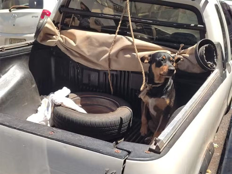 Idoso deixa cachorro amarrado sob sol por mais de duas horas em carroceria e é multado em R$ 3 mil