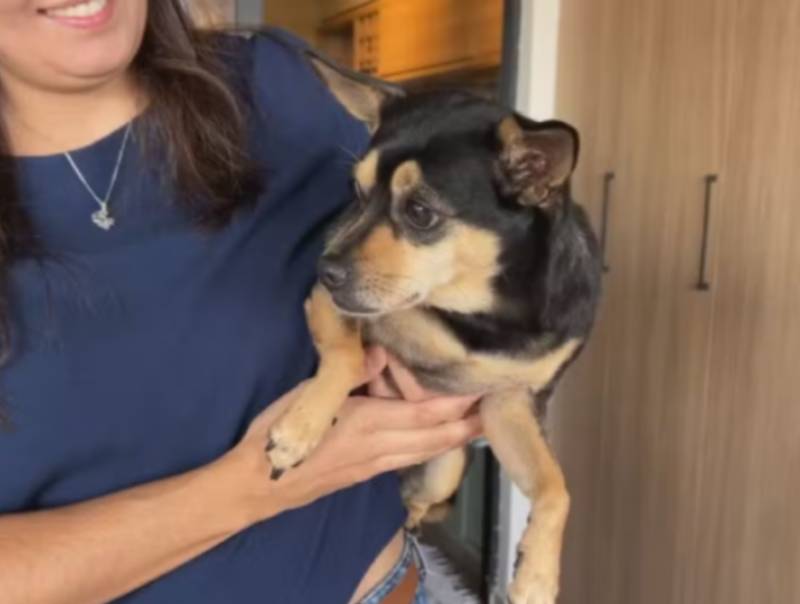 Pets sofrem com problemas respiratórios durante período de estiagem. veja como amenizar sintomas