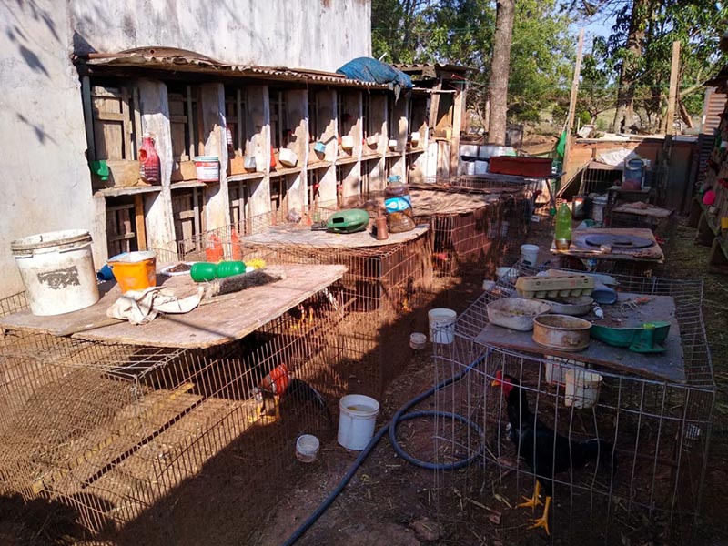 Polícia Ambiental apreende galos utilizados em rinha em Paraguaçu Paulista