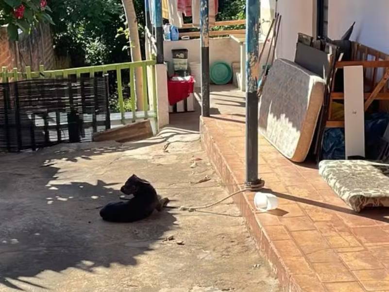 Policial se passa por entregador e multa homem por maus-tratos a cão em  Álvares Machado