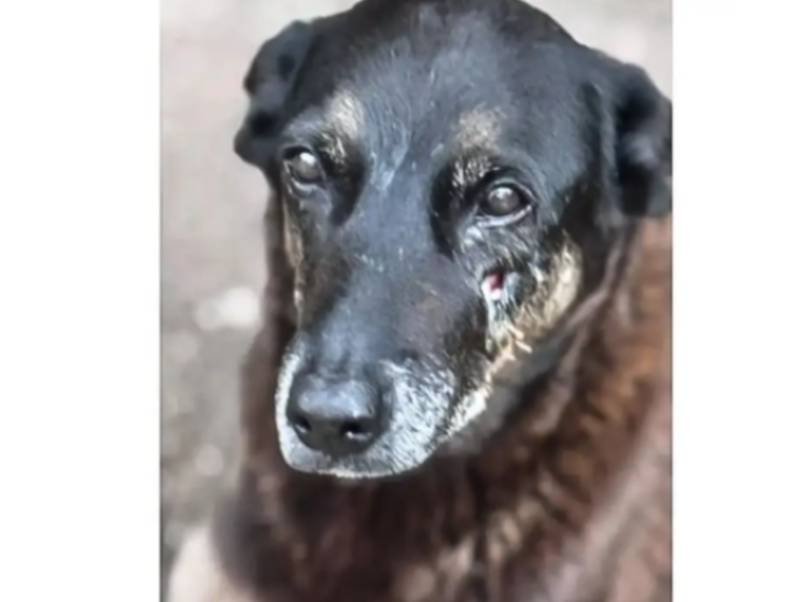 Saiba que sanções podem ser aplicadas a jovens que mataram cão Orelha