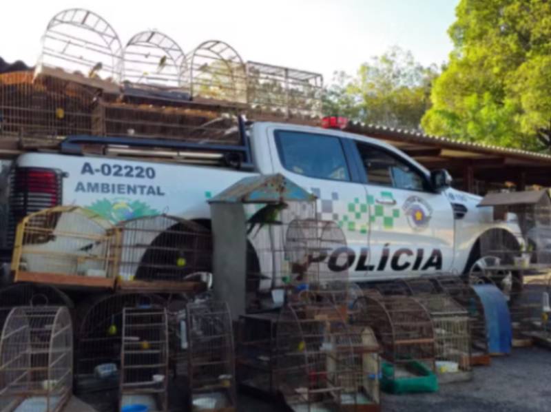 Polícia resgata 40 aves silvestres mantidas em cativeiro e multa homem em R$ 50 mil em Agudos