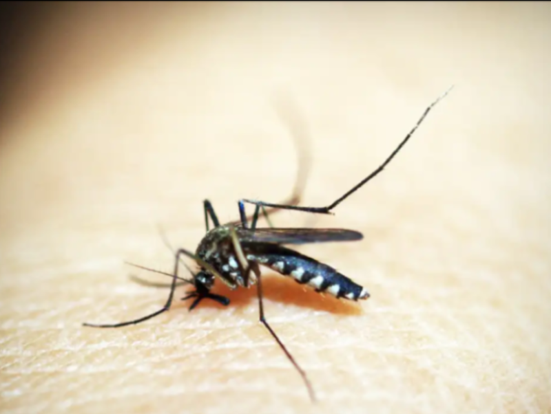 Casos de dengue e chikungunya custaram R$ 1,2 bi ao sistema de saúde