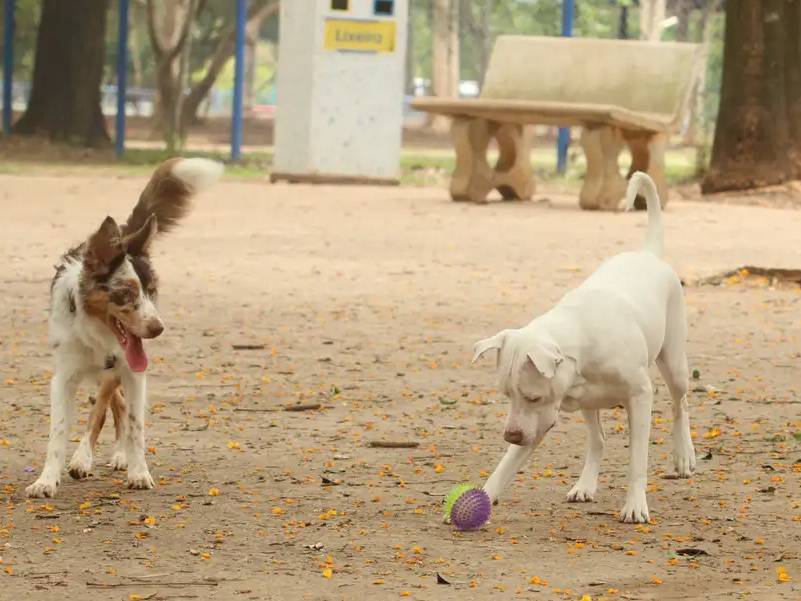 Lei torna crime exercício ilegal da medicina veterinária